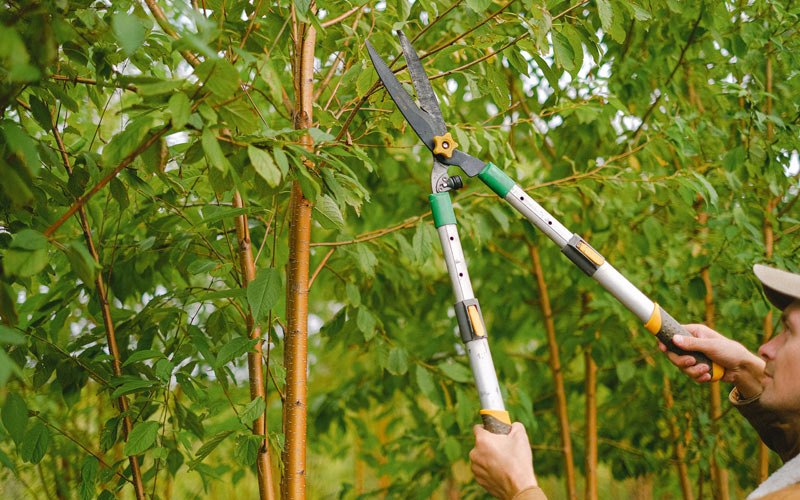 Tree trimming in Medicine Lodge, KS